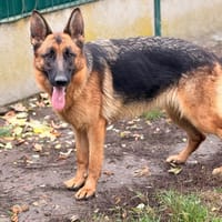 Aphaelle CAA16232, chienne à adopter