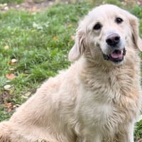 Rhapsody CAA16234, chienne à adopter