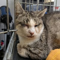 PATAPOUF, chat à adopter