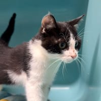 BILBO, chat à adopter
