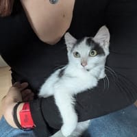 EMARGUES, chat à adopter