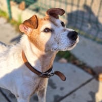 Ianka, chienne à adopter