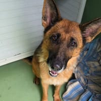 Riviera, chienne à adopter