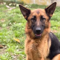 Astride CAA16231, chienne à adopter