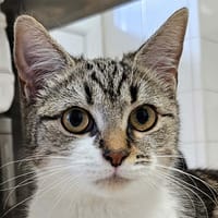 OLIVE, chatte à adopter
