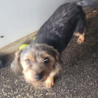 BONNY (RESERVEE), chienne à adopter