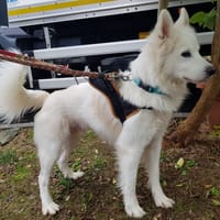 LOTUS, chien à adopter
