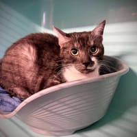 PETER, chat à adopter