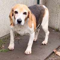 Lana CAA16230, chienne à adopter
