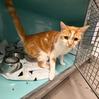 BISCUIT, chat à adopter