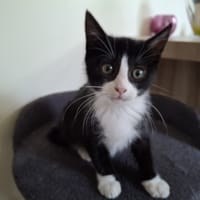 ESMEE, chatte à adopter