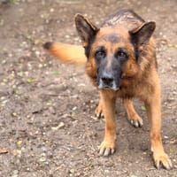 Obi-Wan CAA16236, chien à adopter