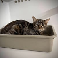 CHOUPINETTE, chatte à adopter