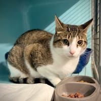 LUCIEN, chat à adopter