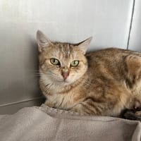 Maman, chatte à adopter