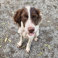 HERMES, chien à adopter