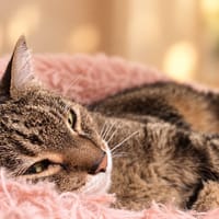 Palourde, chatte à adopter