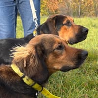 Mia, chienne à adopter