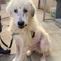 Björn, chien à adopter
