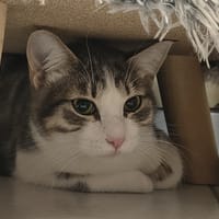 ALTO, chat à adopter