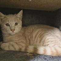 TITI, chat à adopter