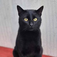 Roudoudou(réservé), chat à adopter