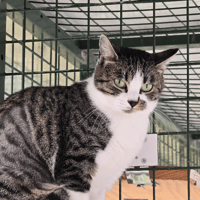 SARABI, chatte à adopter