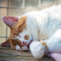 ISIDOR, chat à adopter