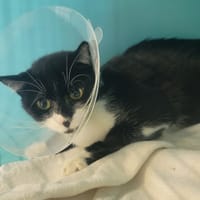 Mistouillette, chatte à adopter