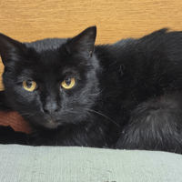 BARRACUDA, chat à adopter