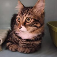 NOVO, chat à adopter