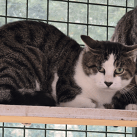 MUFASA, chat à adopter