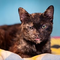 Source, chatte à adopter