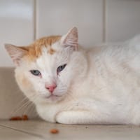 TOTO, chat à adopter