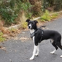 AMADEUS, chien à adopter