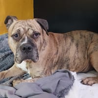 goliath ex TYSON PAA24462, chien à adopter