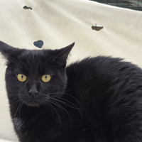 VERDI, chat à adopter