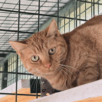 GINNIE, chatte à adopter