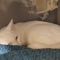 Ghost, chat à adopter