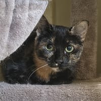 Gaia, chatte à adopter
