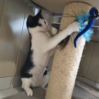 Jo, chatte à adopter