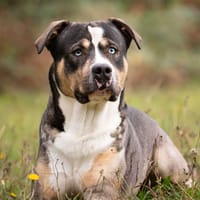 SIRIUS OAA 20140, chien à adopter