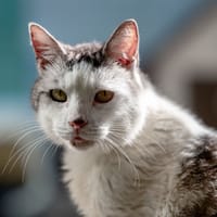 Michale, chat à adopter
