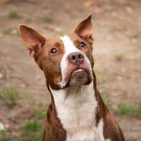 RANGO (OAA 20141), chien à adopter
