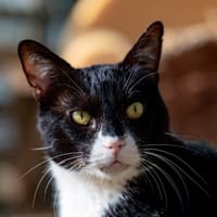 EBER, chat à adopter