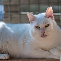 EREMUS, chat à adopter