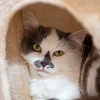 SCARLET, chatte à adopter