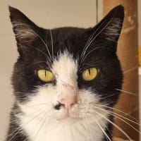 Billig, chat à adopter