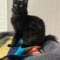 SHRIMPIE, chatte à adopter