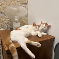 Romarin et Basil, chat à adopter